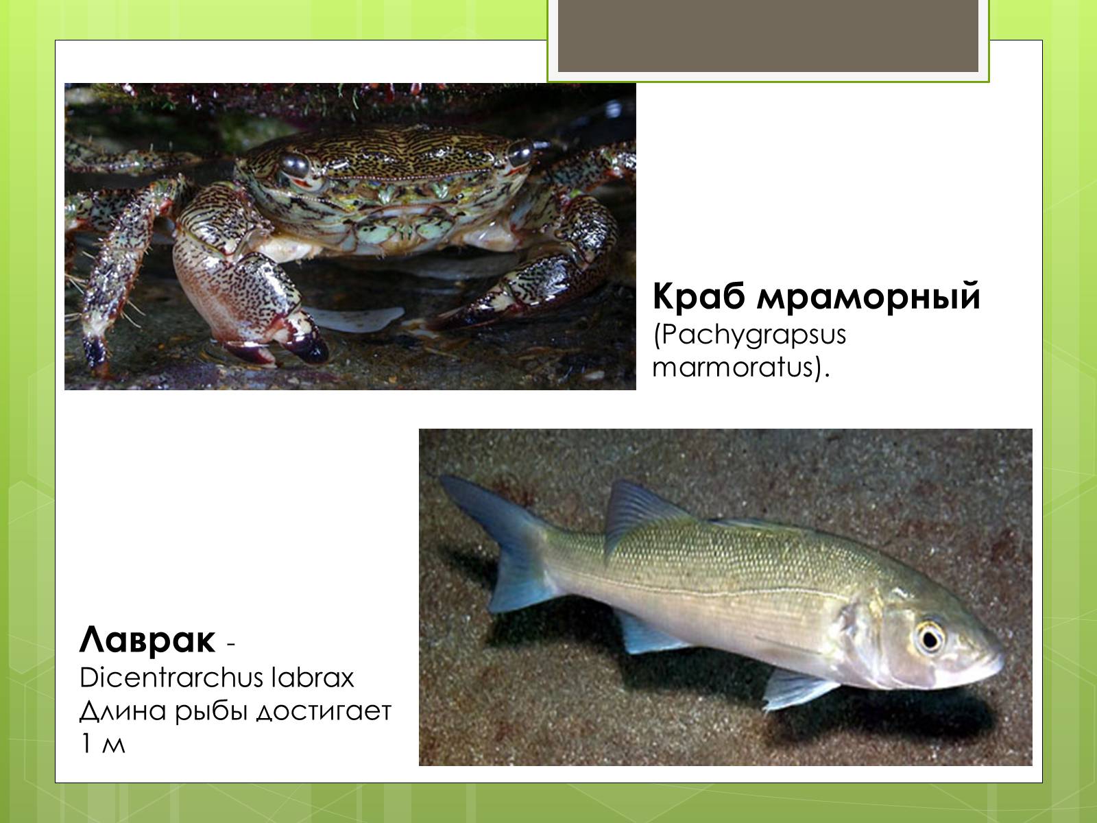 Презентація на тему «Красная Книга» - Слайд #10 Презентація на тему «Красная Книга» - Слайд #10
