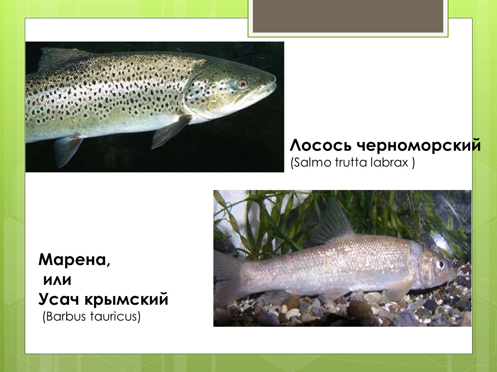 Презентація на тему «Красная Книга» - Слайд #11 Презентація на тему «Красная Книга» - Слайд #11