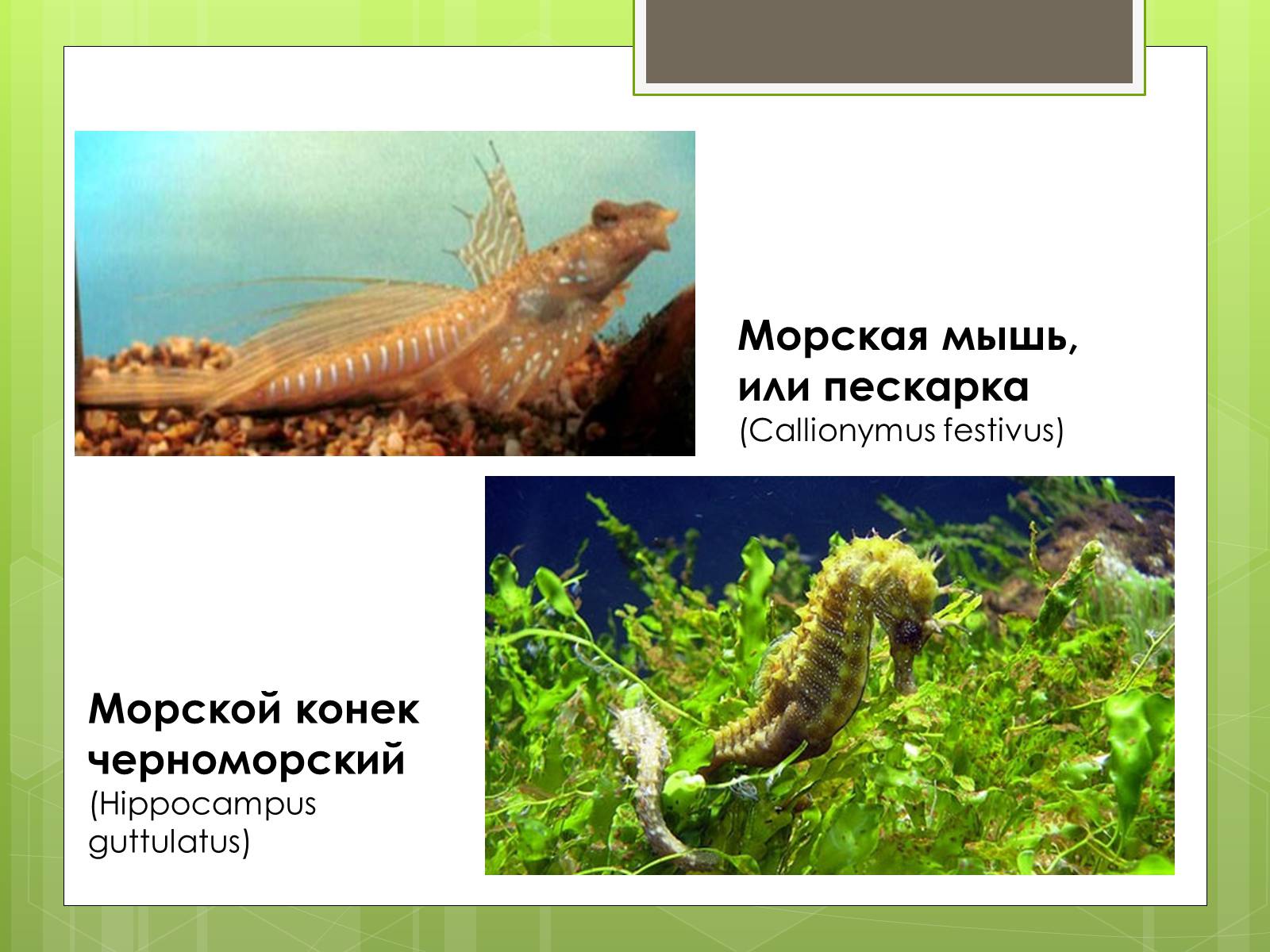 Презентація на тему «Красная Книга» - Слайд #12 Презентація на тему «Красная Книга» - Слайд #12