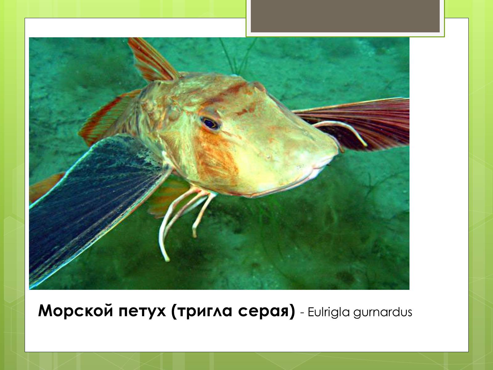 Презентація на тему «Красная Книга» - Слайд #13 Презентація на тему «Красная Книга» - Слайд #13