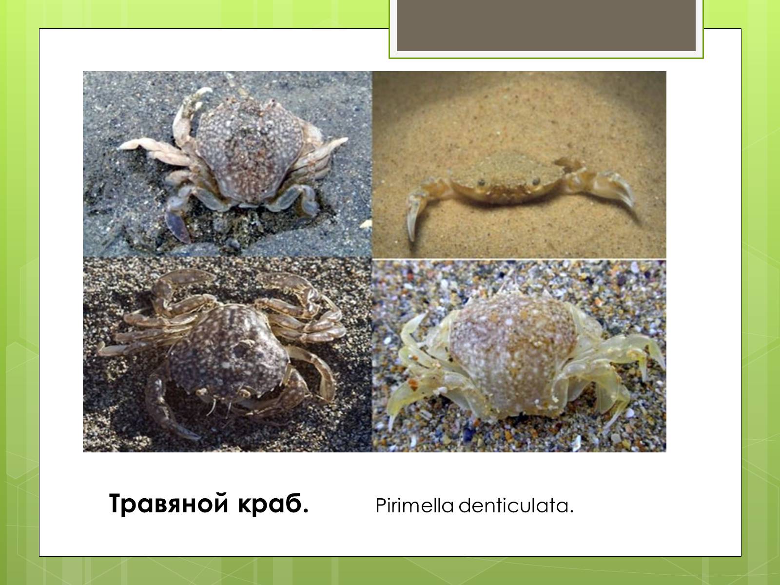Презентація на тему «Красная Книга» - Слайд #16 Презентація на тему «Красная Книга» - Слайд #16