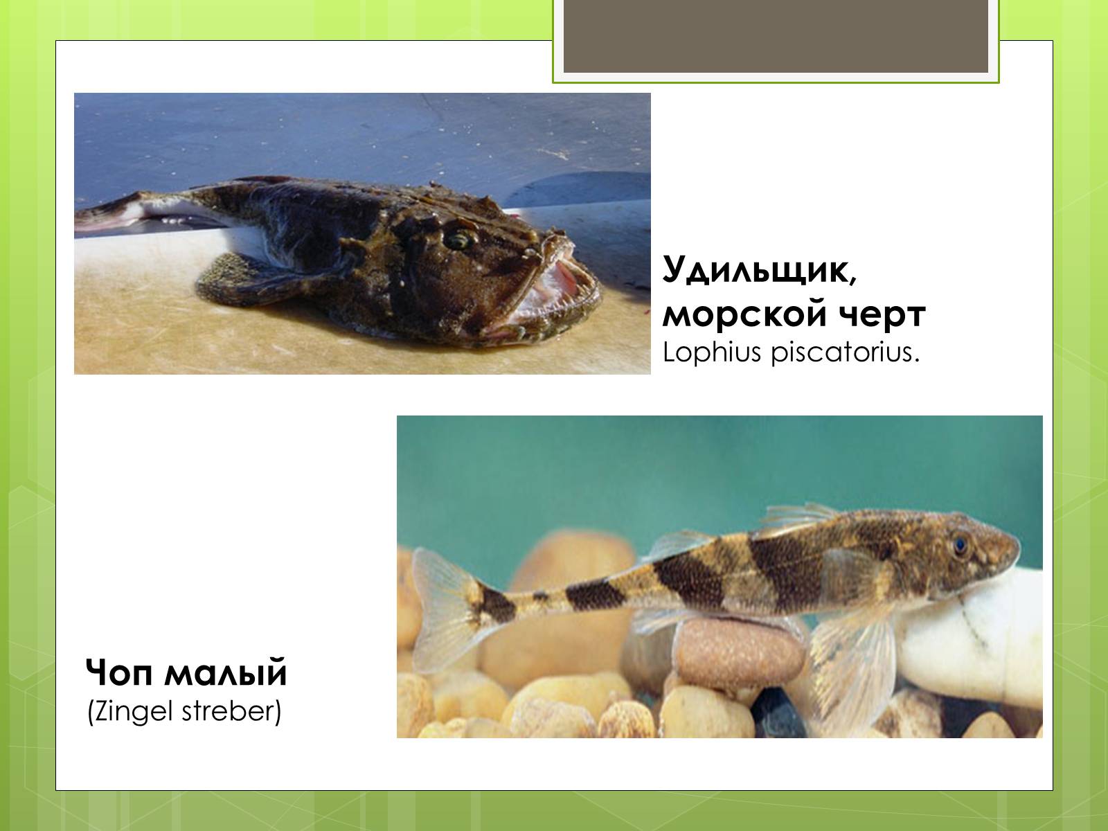Презентація на тему «Красная Книга» - Слайд #17 Презентація на тему «Красная Книга» - Слайд #17