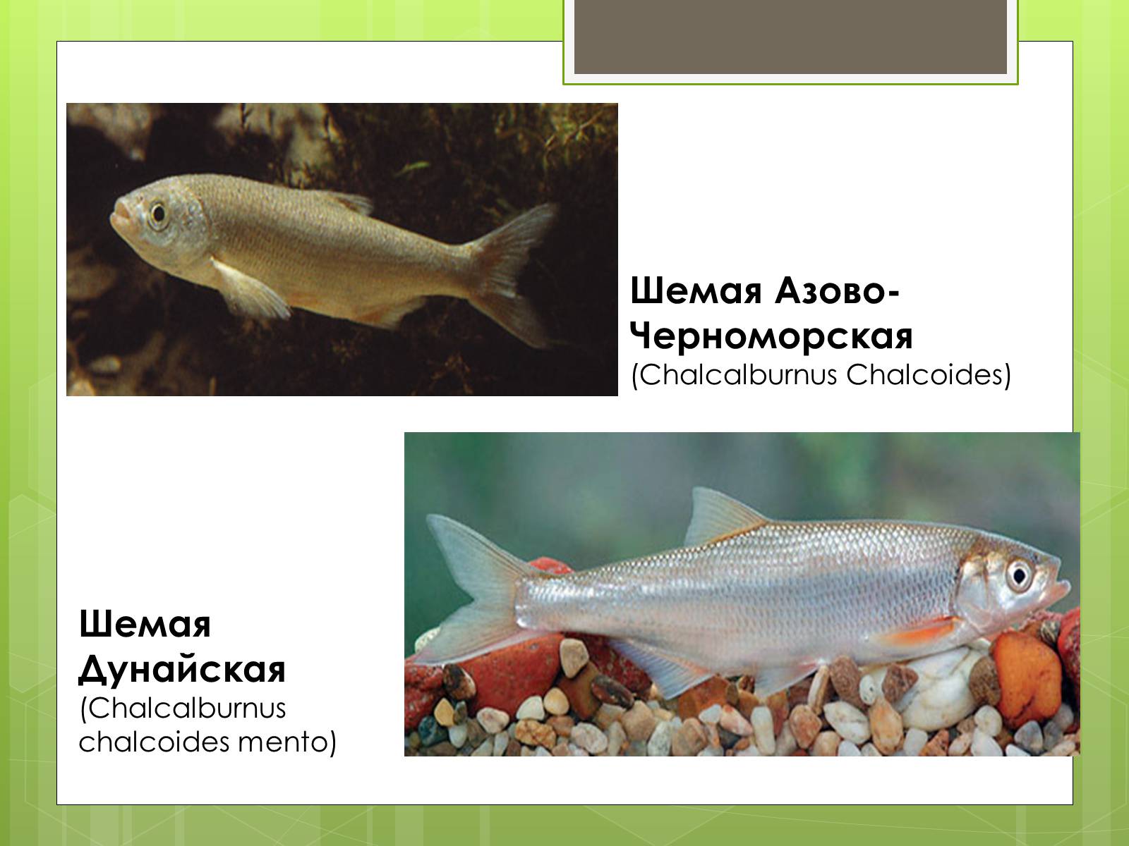 Презентація на тему «Красная Книга» - Слайд #18 Презентація на тему «Красная Книга» - Слайд #18