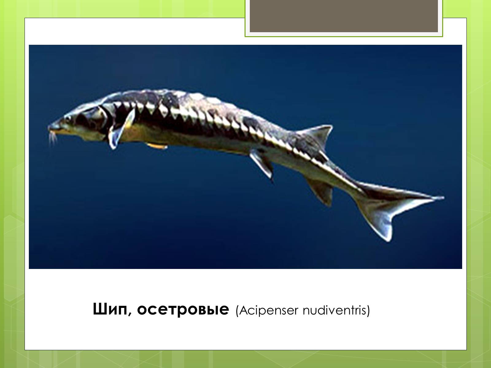 Презентація на тему «Красная Книга» - Слайд #19 Презентація на тему «Красная Книга» - Слайд #19