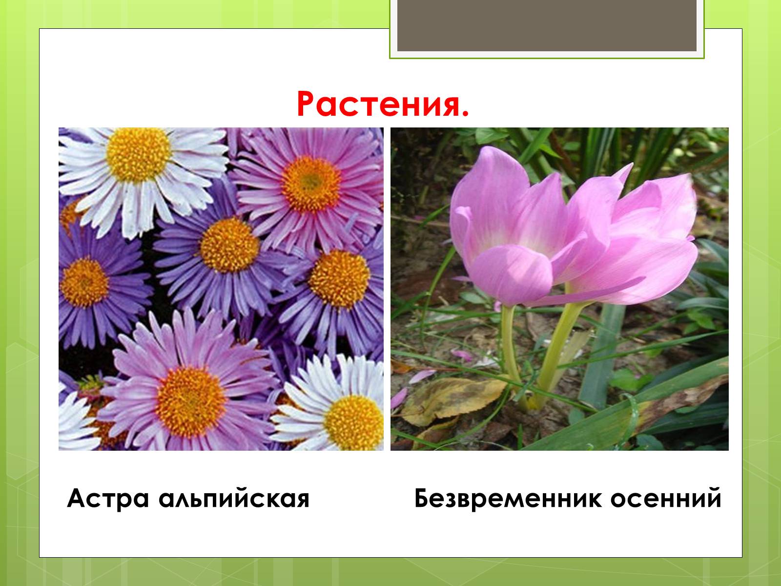 Презентація на тему «Красная Книга» - Слайд #20 Презентація на тему «Красная Книга» - Слайд #20