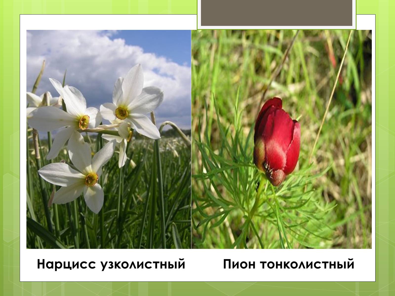 Презентація на тему «Красная Книга» - Слайд #26 Презентація на тему «Красная Книга» - Слайд #26