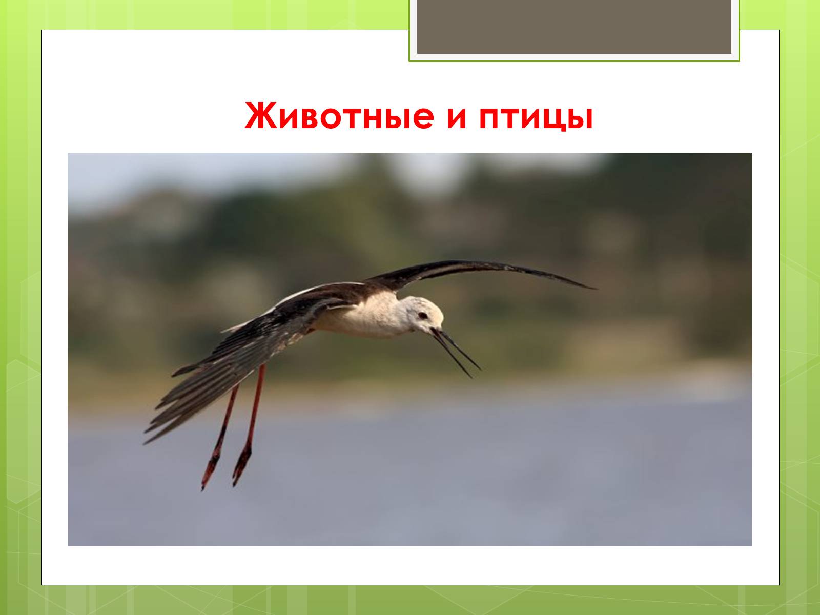 Презентація на тему «Красная Книга» - Слайд #30 Презентація на тему «Красная Книга» - Слайд #30