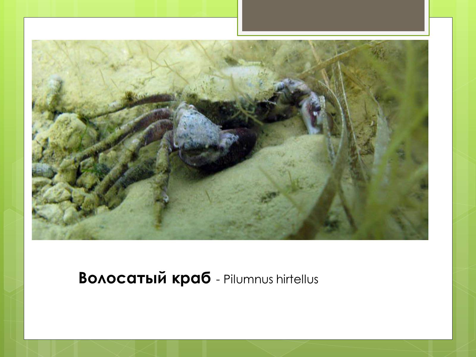 Презентація на тему «Красная Книга» - Слайд #6 Презентація на тему «Красная Книга» - Слайд #6