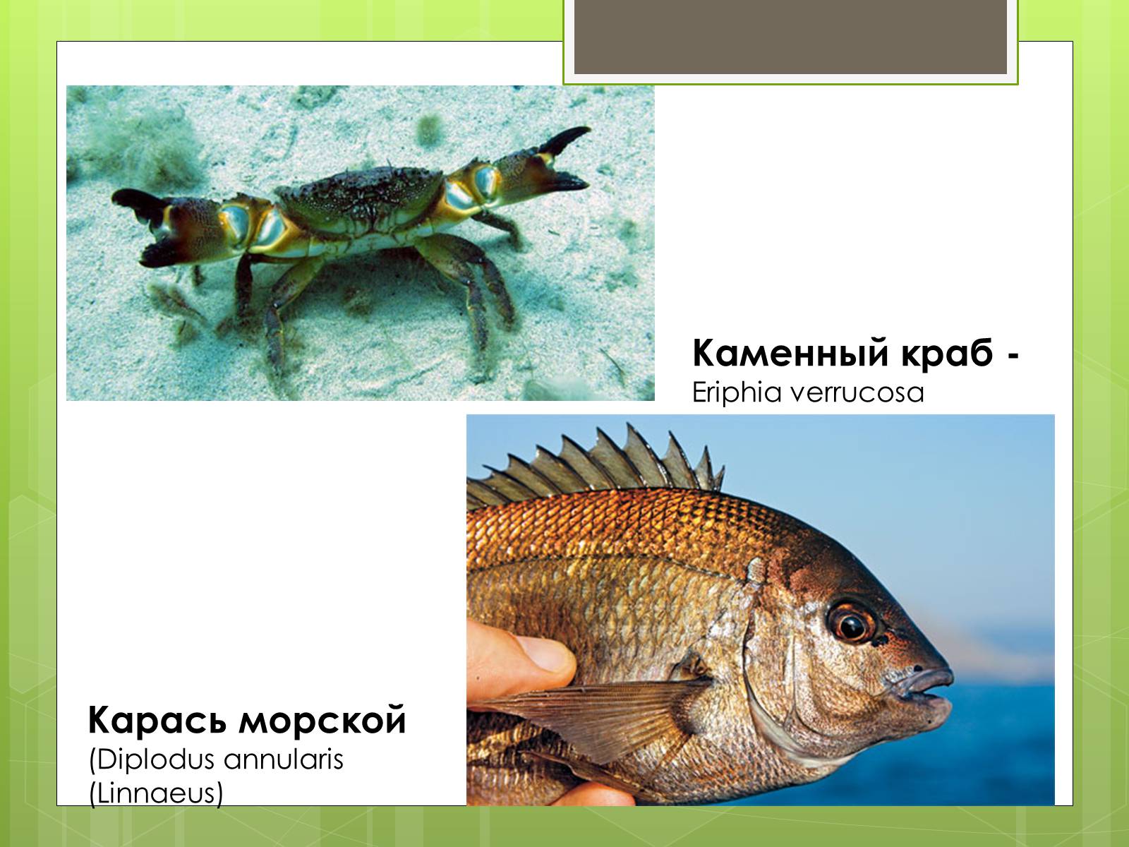 Презентація на тему «Красная Книга» - Слайд #9 Презентація на тему «Красная Книга» - Слайд #9