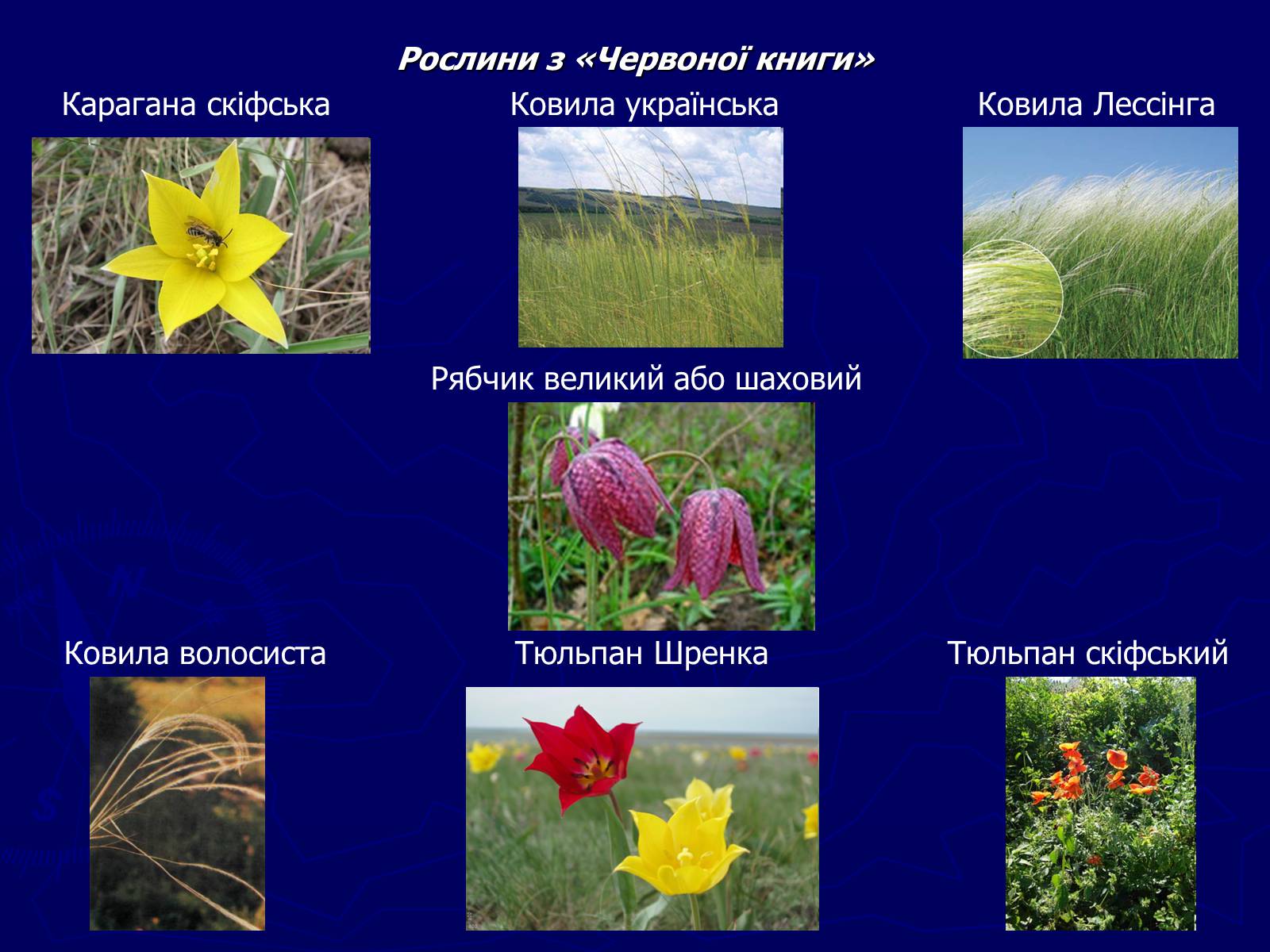Презентація на тему «Біосферні заповідники» - Слайд #6 Презентація на тему «Біосферні заповідники» - Слайд #6