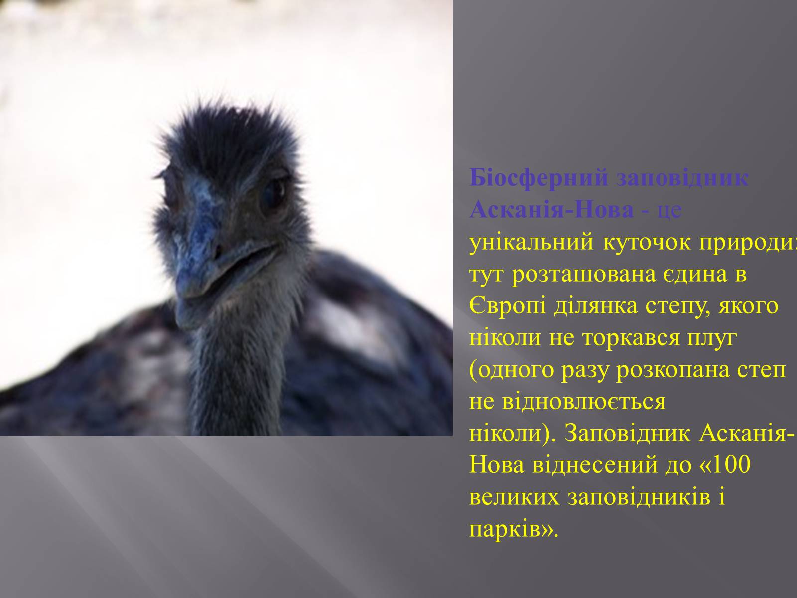 Презентація на тему «Асканія Нова» (варіант 6) - Слайд #6 Презентація на тему «Асканія Нова» (варіант 6) - Слайд #6