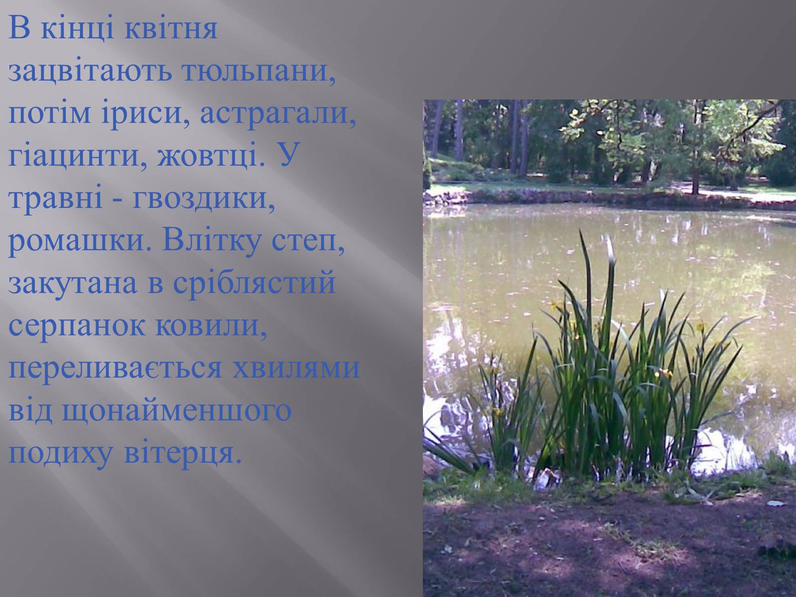 Презентація на тему «Асканія Нова» (варіант 6) - Слайд #7 Презентація на тему «Асканія Нова» (варіант 6) - Слайд #7