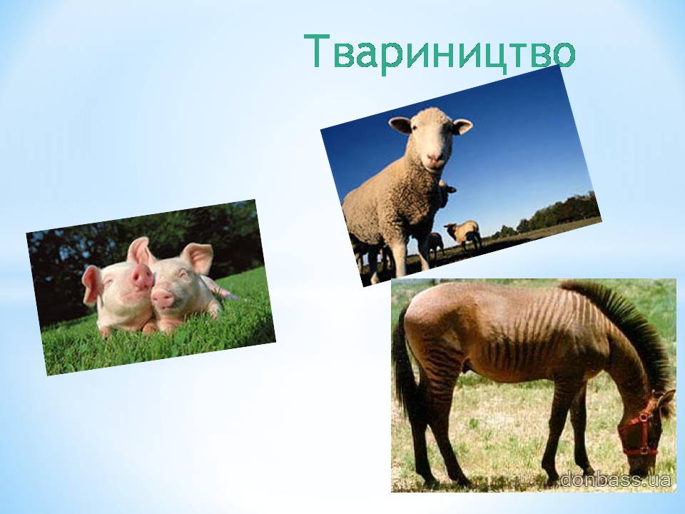 Презентація на тему «Мексика» (варіант 21) - Слайд #13 Презентація на тему «Мексика» (варіант 21) - Слайд #13