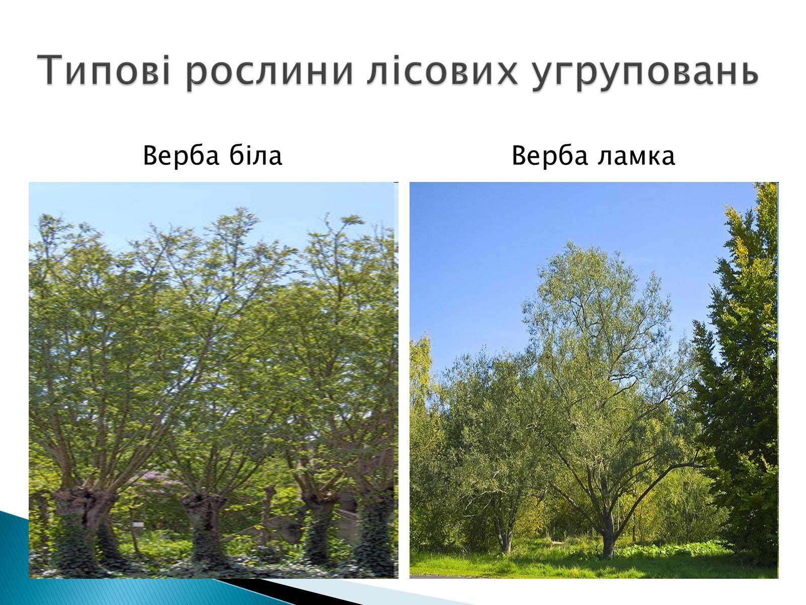 Презентація на тему «Екотуристичні регіони світу» - Слайд #7 Презентація на тему «Екотуристичні регіони світу» - Слайд #7