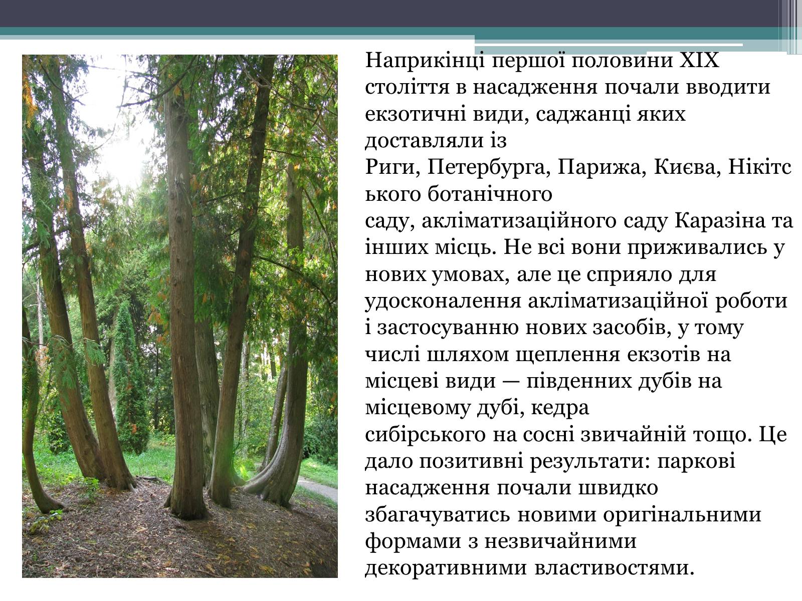 Презентація на тему «Тростянець» - Слайд #7 Презентація на тему «Тростянець» - Слайд #7