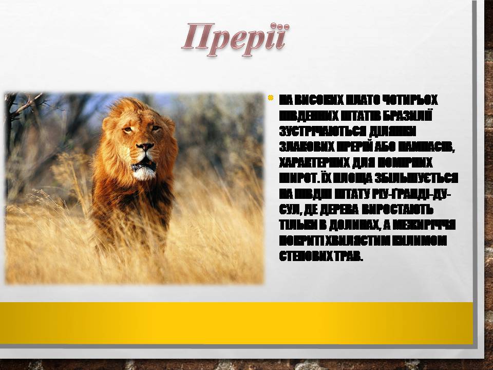 Презентація на тему «Бразилія» (варіант 19) - Слайд #15 Презентація на тему «Бразилія» (варіант 19) - Слайд #15