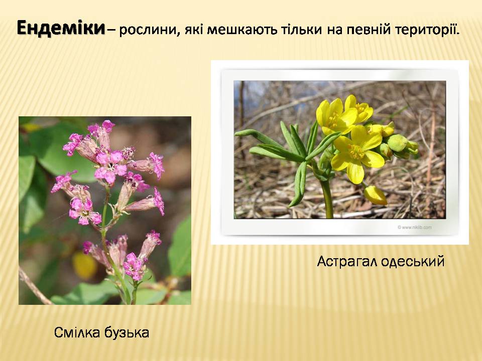 Презентація на тему «Екологічні проблеми Гранітно-степового Побужжя» - Слайд #10 Презентація на тему «Екологічні проблеми Гранітно-степового Побужжя» - Слайд #10