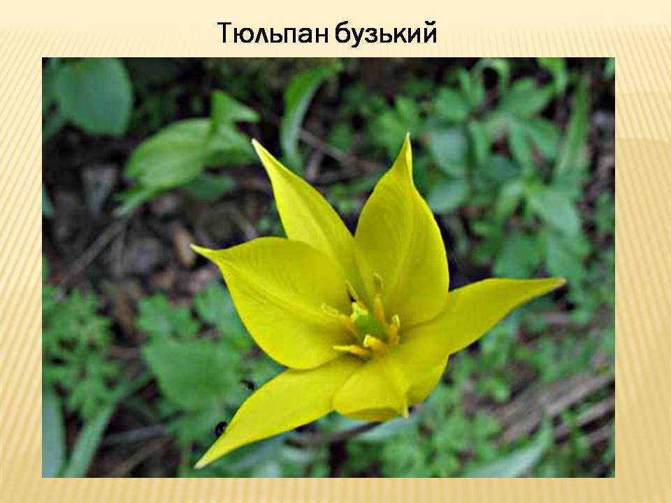 Презентація на тему «Екологічні проблеми Гранітно-степового Побужжя» - Слайд #14 Презентація на тему «Екологічні проблеми Гранітно-степового Побужжя» - Слайд #14