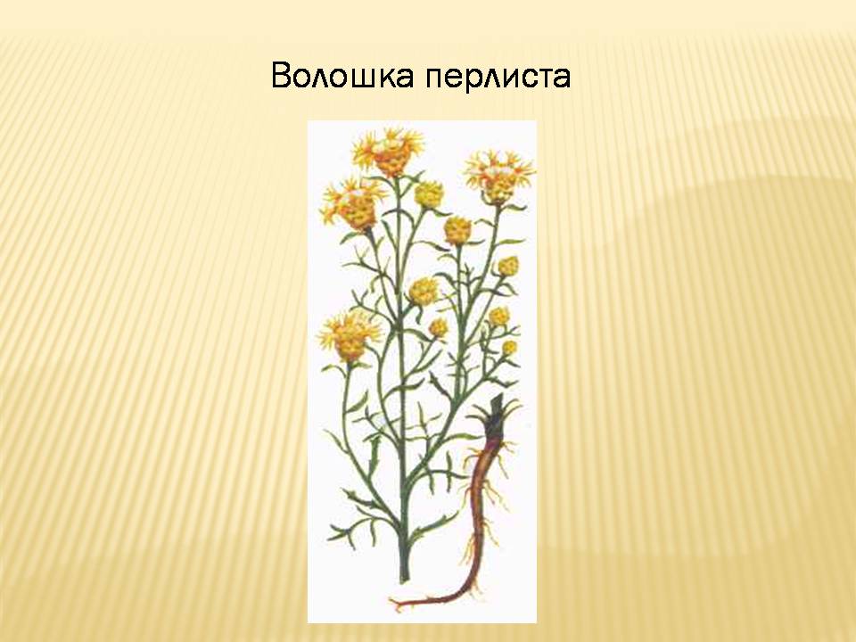 Презентація на тему «Екологічні проблеми Гранітно-степового Побужжя» - Слайд #17 Презентація на тему «Екологічні проблеми Гранітно-степового Побужжя» - Слайд #17