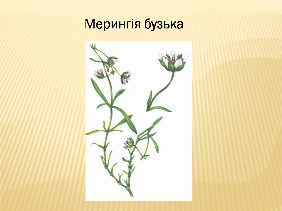 Презентація на тему «Екологічні проблеми Гранітно-степового Побужжя» - Слайд #18 Презентація на тему «Екологічні проблеми Гранітно-степового Побужжя» - Слайд #18