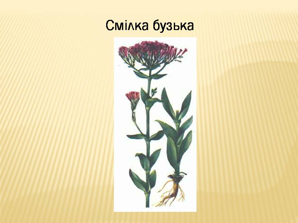 Презентація на тему «Екологічні проблеми Гранітно-степового Побужжя» - Слайд #19 Презентація на тему «Екологічні проблеми Гранітно-степового Побужжя» - Слайд #19