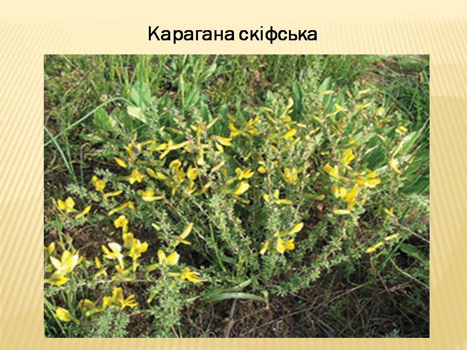 Презентація на тему «Екологічні проблеми Гранітно-степового Побужжя» - Слайд #20 Презентація на тему «Екологічні проблеми Гранітно-степового Побужжя» - Слайд #20