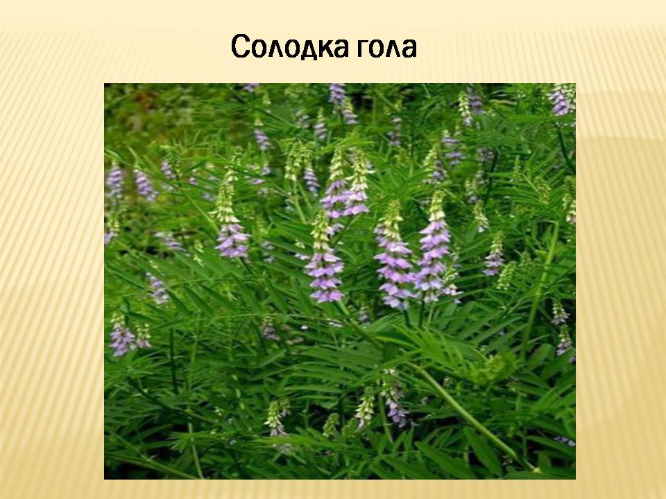 Презентація на тему «Екологічні проблеми Гранітно-степового Побужжя» - Слайд #22 Презентація на тему «Екологічні проблеми Гранітно-степового Побужжя» - Слайд #22