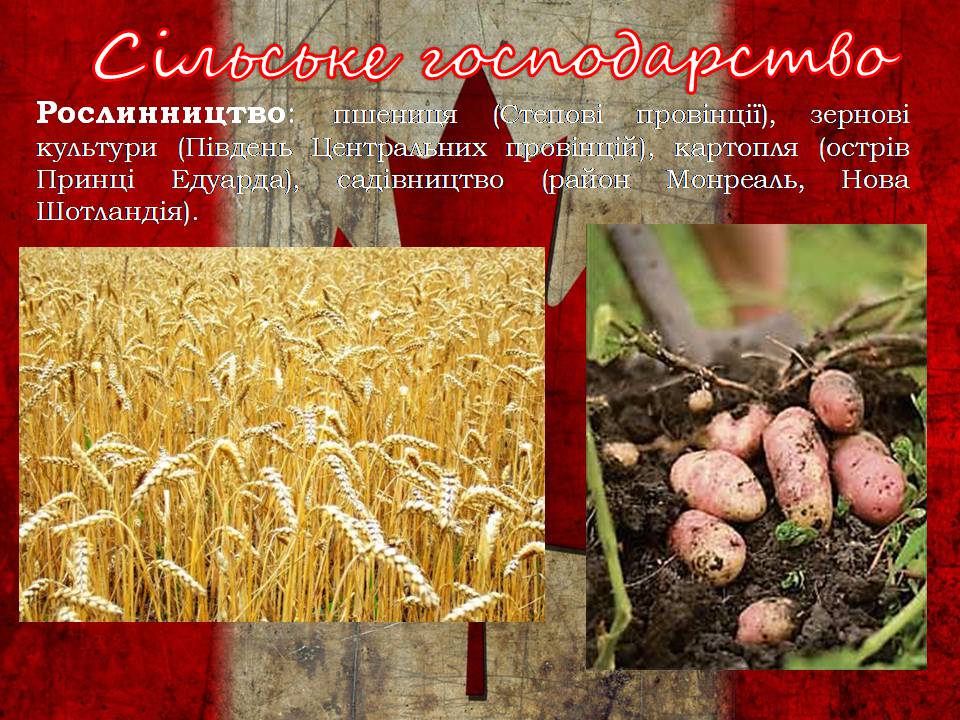 Презентація на тему «Канада» (варіант 34) - Слайд #14 Презентація на тему «Канада» (варіант 34) - Слайд #14