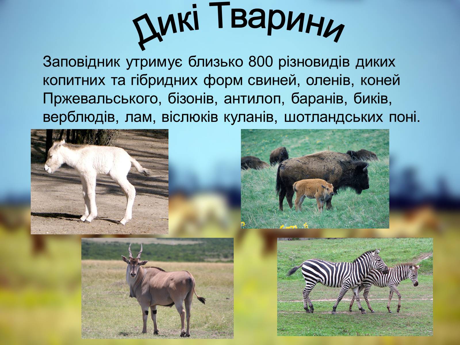 Презентація на тему «Біосферний Заповідник» - Слайд #5 Презентація на тему «Біосферний Заповідник» - Слайд #5