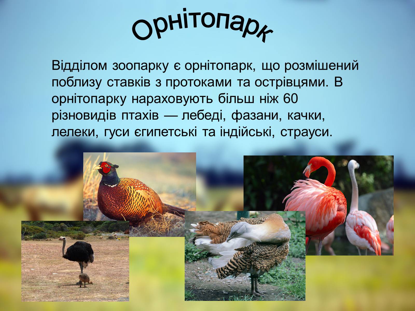 Презентація на тему «Біосферний Заповідник» - Слайд #6 Презентація на тему «Біосферний Заповідник» - Слайд #6