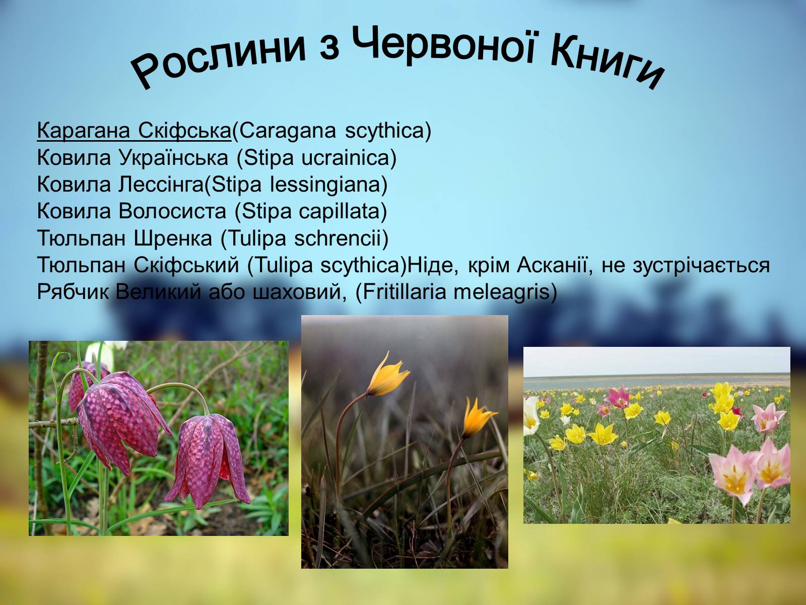 Презентація на тему «Біосферний Заповідник» - Слайд #8 Презентація на тему «Біосферний Заповідник» - Слайд #8