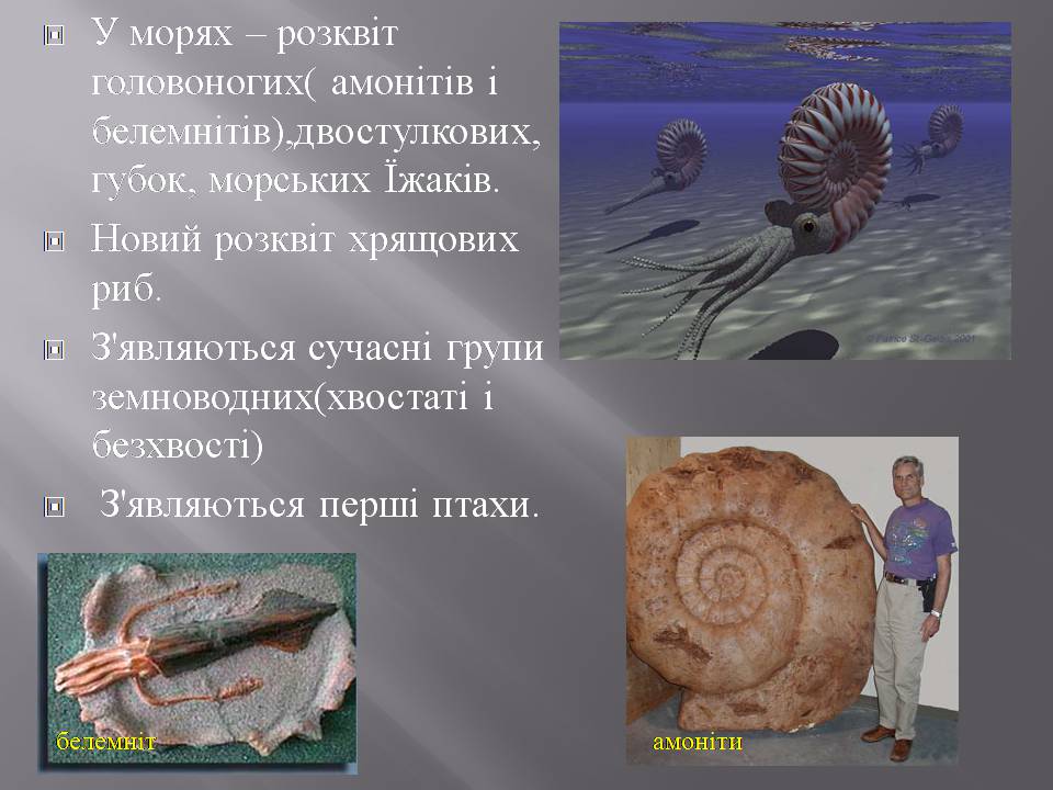 Презентація на тему «Розвиток органічного світу в мезозойську еру» (варіант 2) - Слайд #11 Презентація на тему «Розвиток органічного світу в мезозойську еру» (варіант 2) - Слайд #11