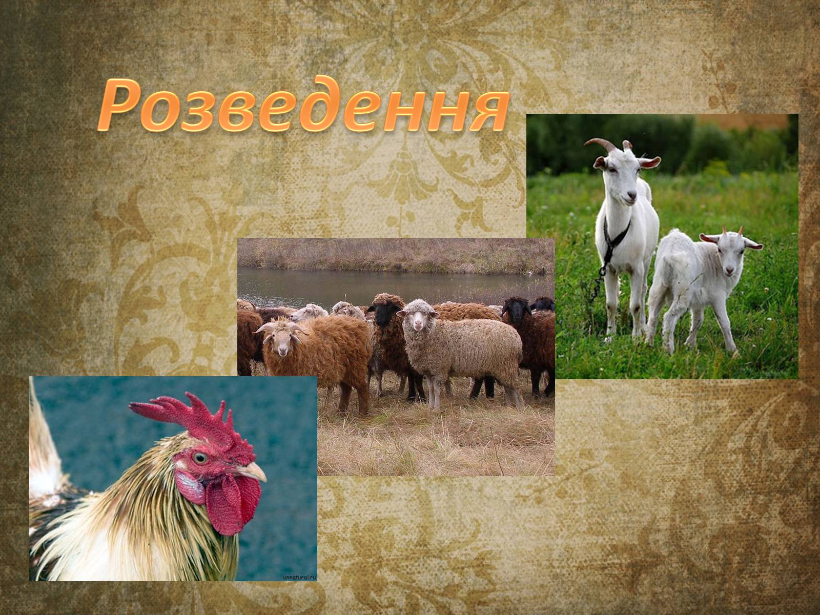 Презентація на тему «Індія» (варіант 22) - Слайд #16 Презентація на тему «Індія» (варіант 22) - Слайд #16