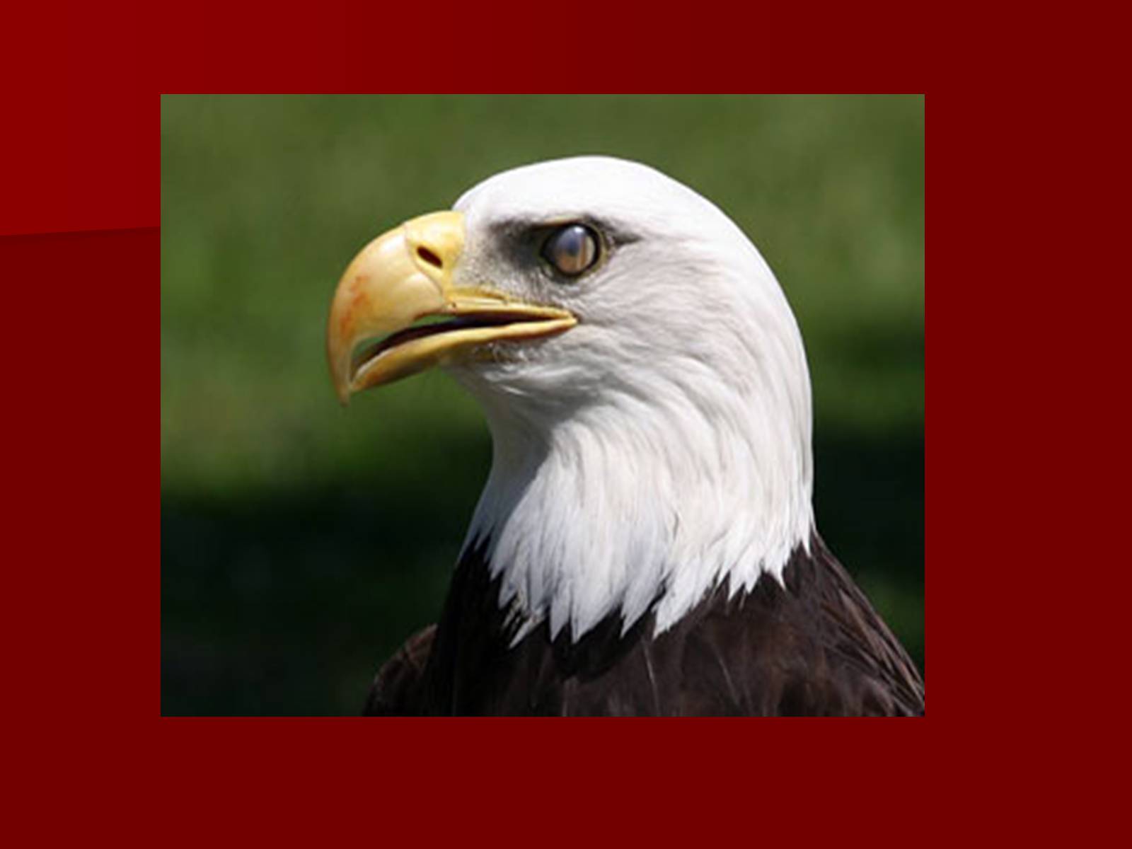Презентація на тему «Symbols of USA» - Слайд #3 Презентація на тему «Symbols of USA» - Слайд #3