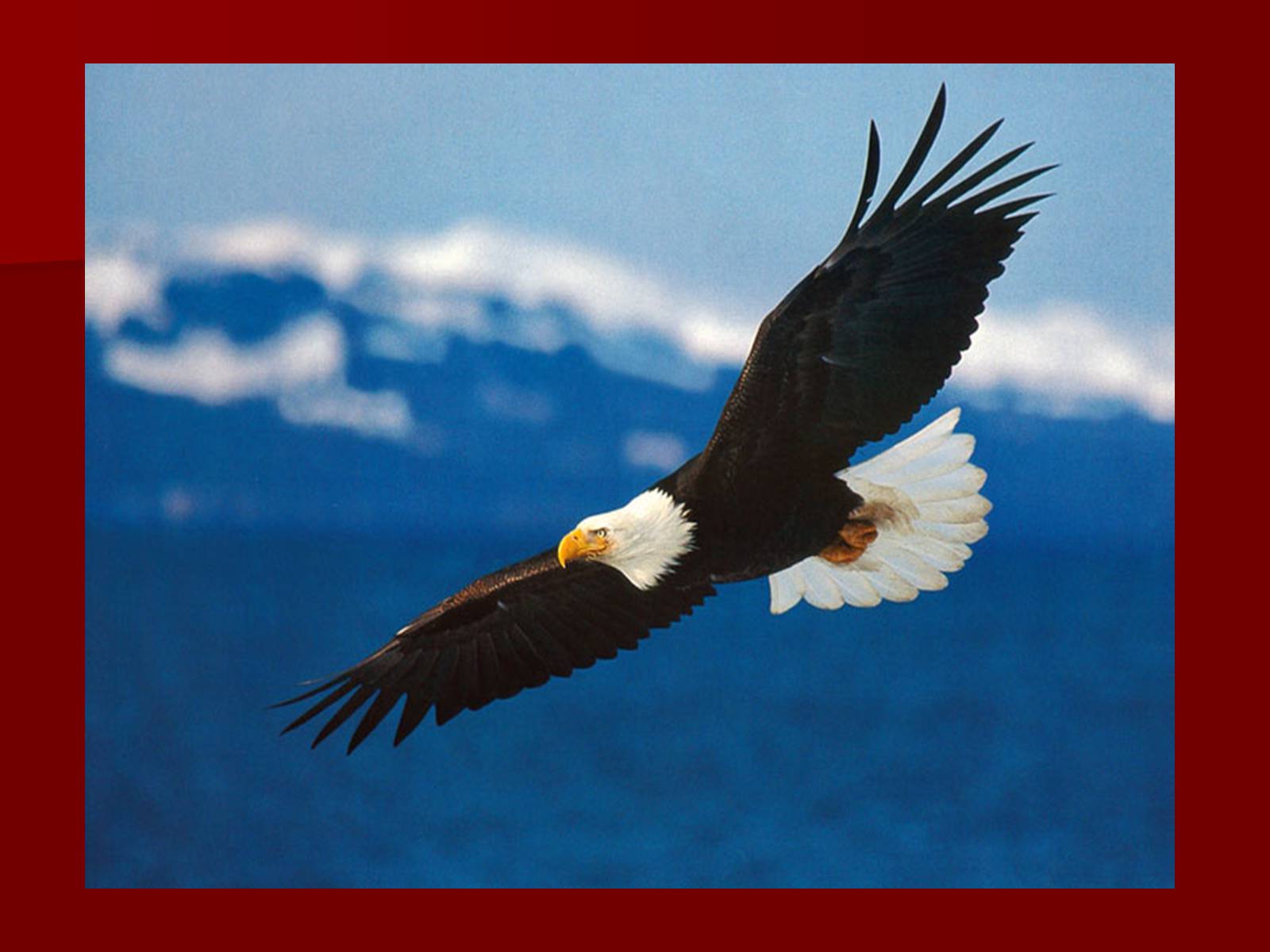 Презентація на тему «Symbols of USA» - Слайд #5 Презентація на тему «Symbols of USA» - Слайд #5