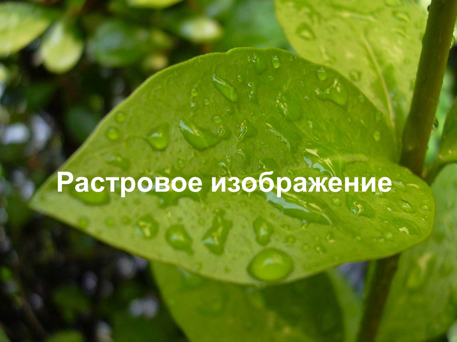 Презентація на тему «Кодирование графики» - Слайд #13 Презентація на тему «Кодирование графики» - Слайд #13