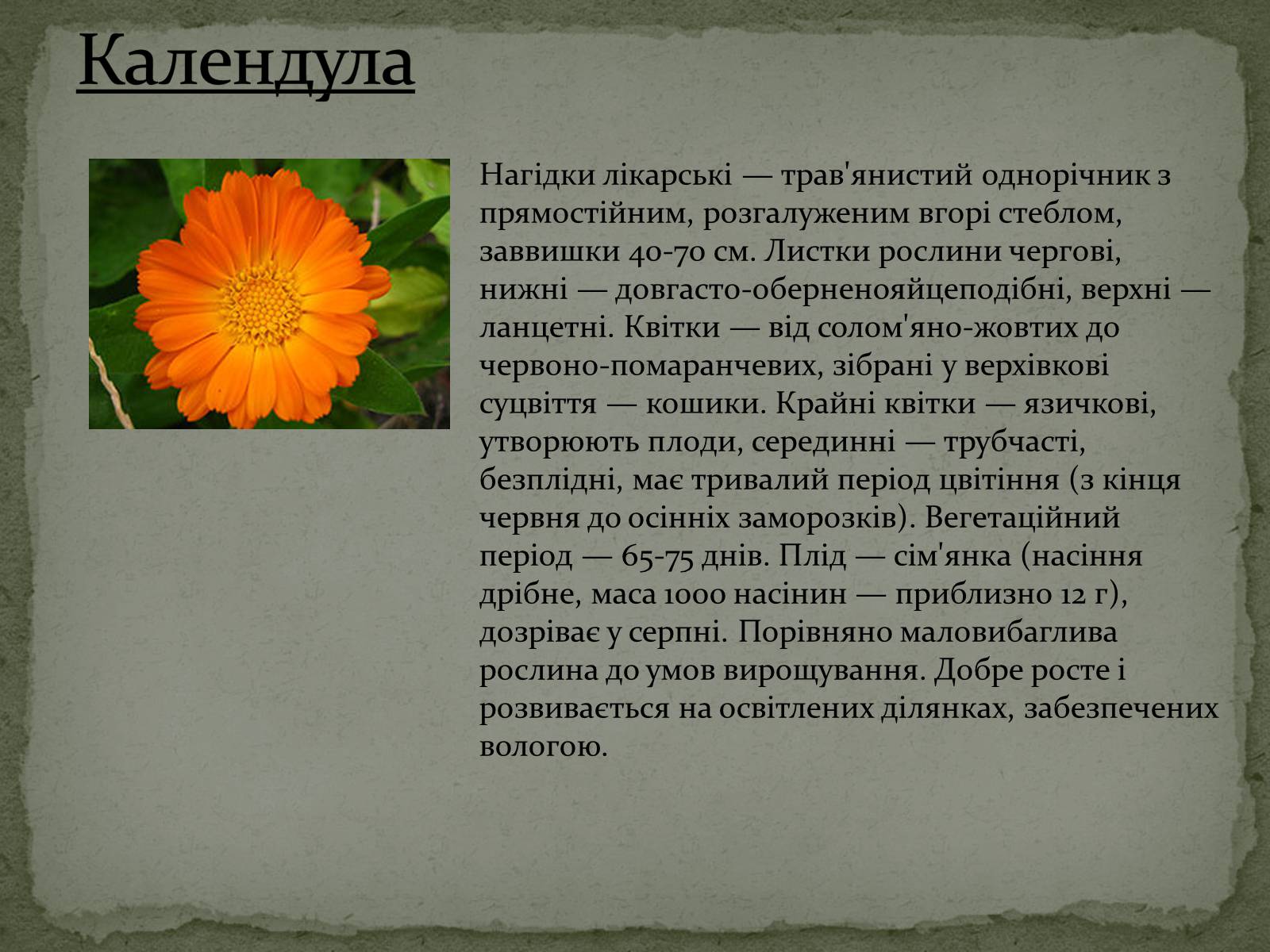Презентація на тему «Квітковий годинник» - Слайд #10 Презентація на тему «Квітковий годинник» - Слайд #10
