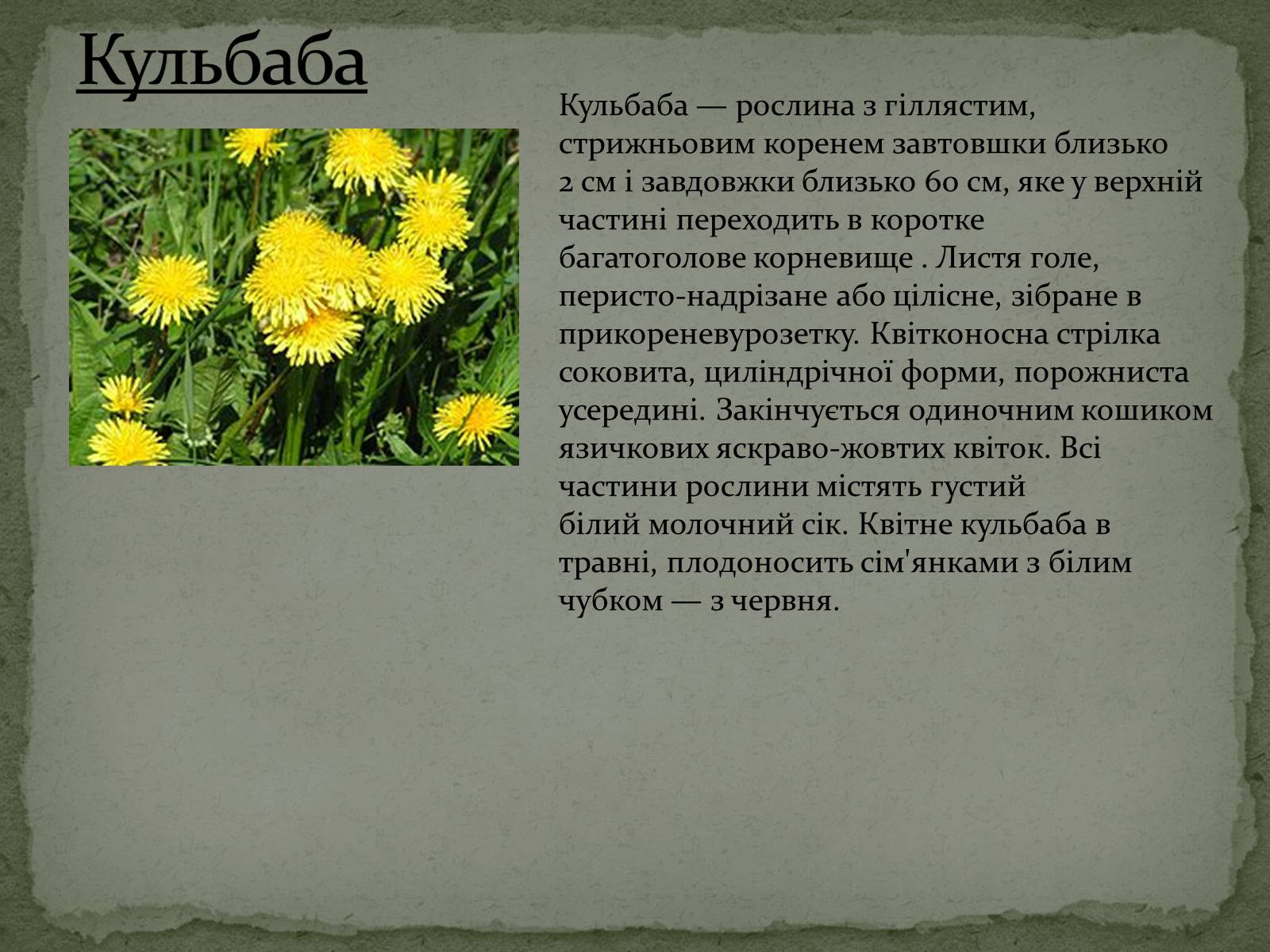 Презентація на тему «Квітковий годинник» - Слайд #11 Презентація на тему «Квітковий годинник» - Слайд #11