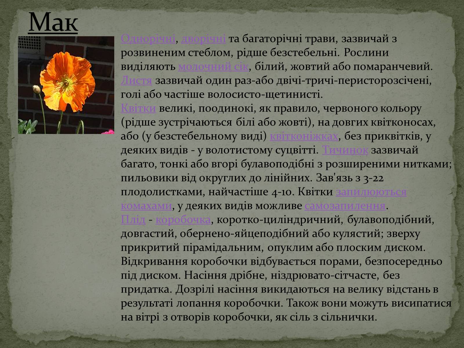 Презентація на тему «Квітковий годинник» - Слайд #13 Презентація на тему «Квітковий годинник» - Слайд #13