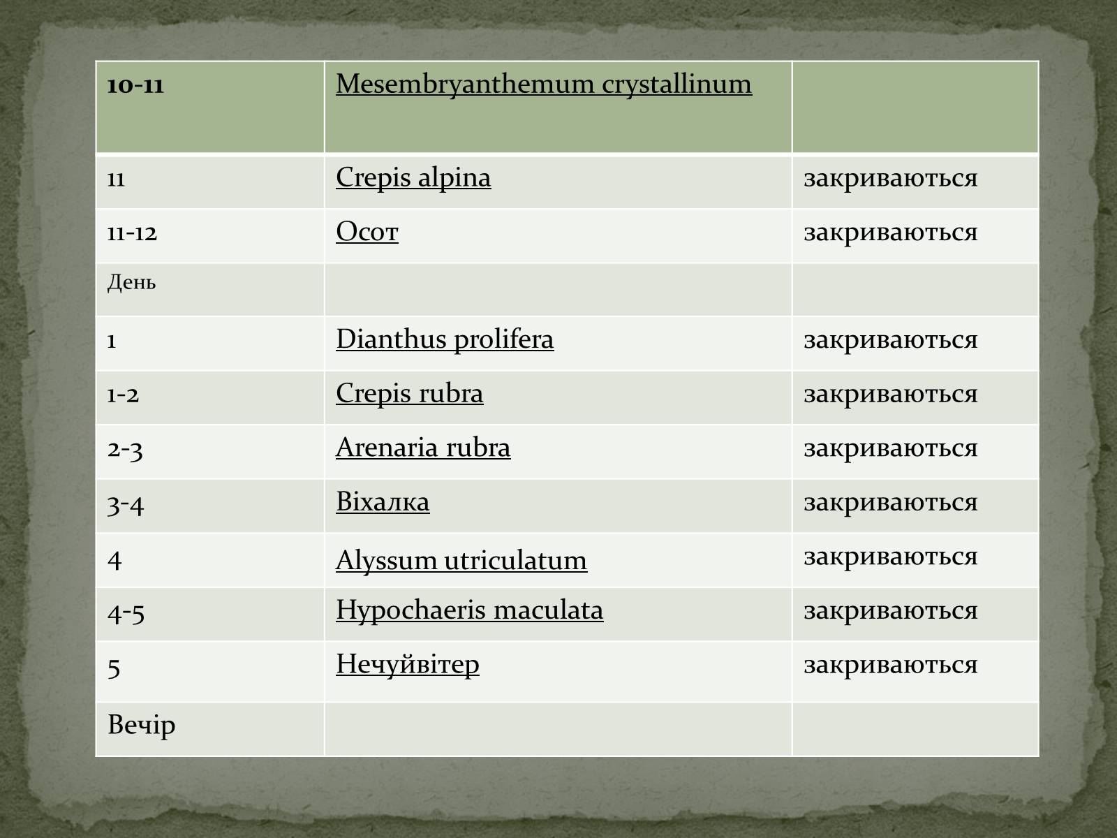 Презентація на тему «Квітковий годинник» - Слайд #4 Презентація на тему «Квітковий годинник» - Слайд #4