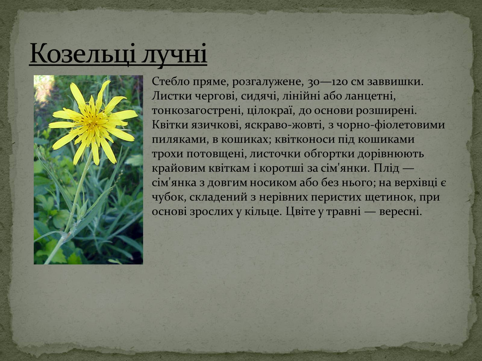 Презентація на тему «Квітковий годинник» - Слайд #6 Презентація на тему «Квітковий годинник» - Слайд #6