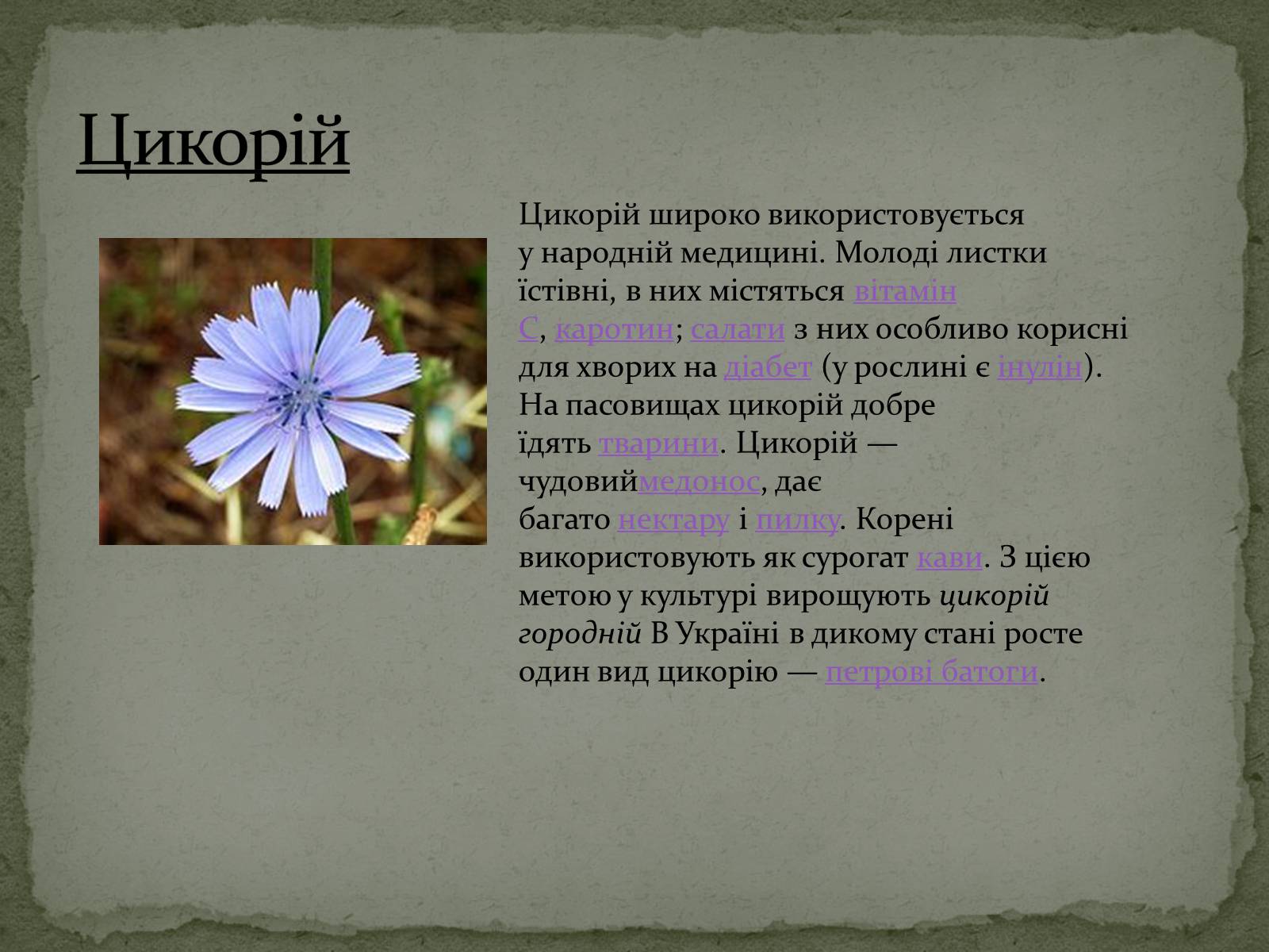 Презентація на тему «Квітковий годинник» - Слайд #7 Презентація на тему «Квітковий годинник» - Слайд #7