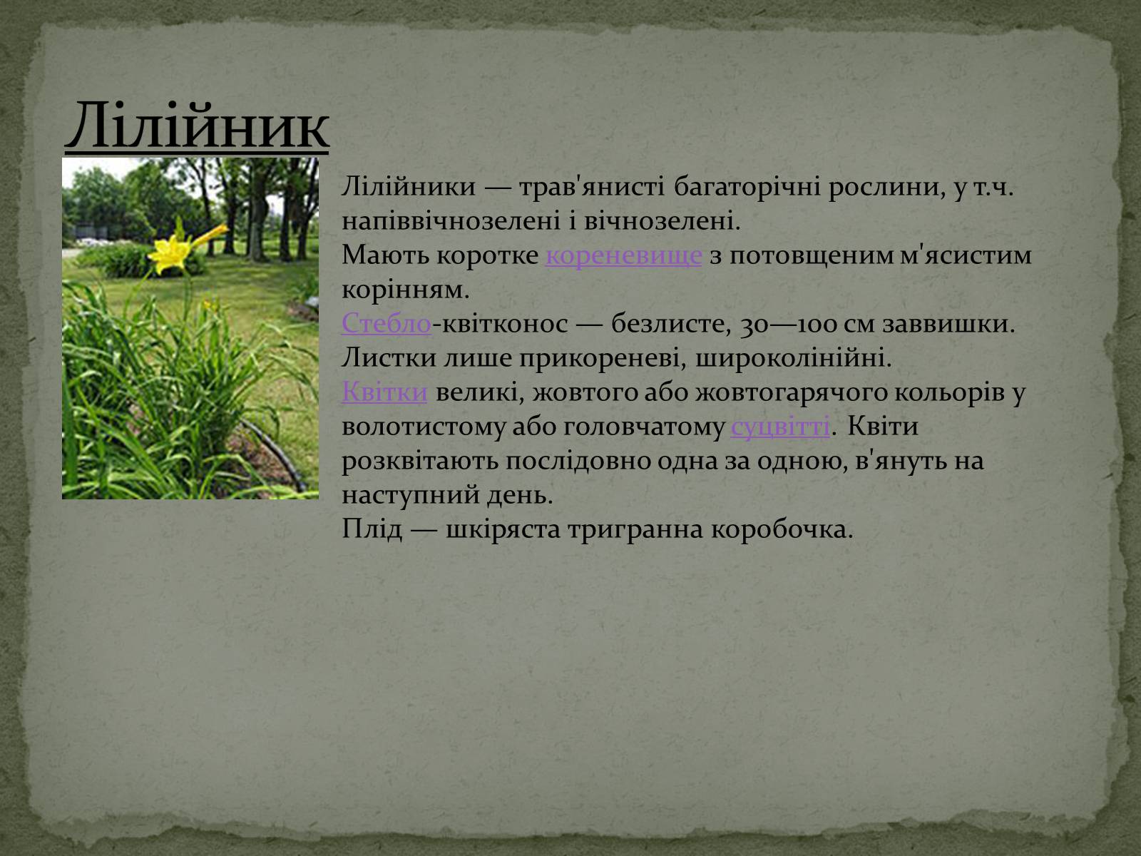 Презентація на тему «Квітковий годинник» - Слайд #8 Презентація на тему «Квітковий годинник» - Слайд #8