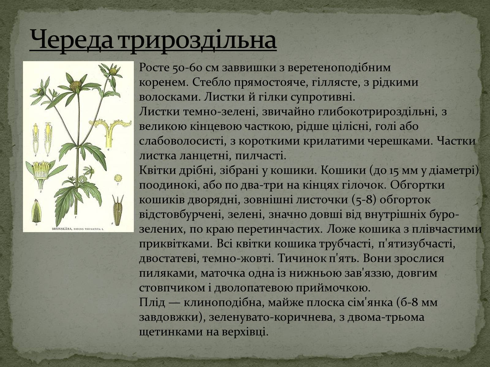 Презентація на тему «Квітковий годинник» - Слайд #9 Презентація на тему «Квітковий годинник» - Слайд #9