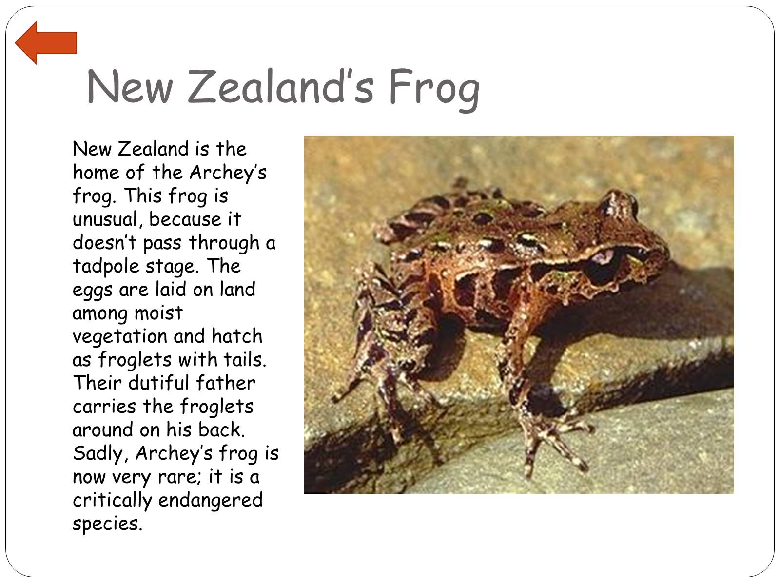 Презентація на тему «New Zealand’s Specials: A Future Sociologist’s View» - Слайд #11 Презентація на тему «New Zealand’s Specials: A Future Sociologist’s View» - Слайд #11