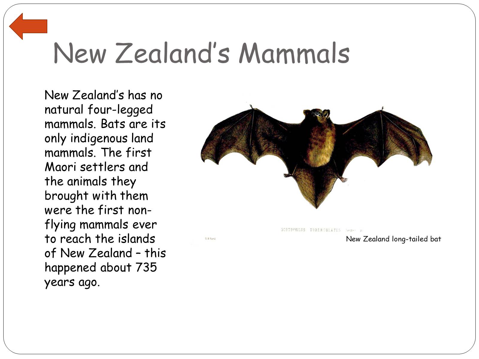 Презентація на тему «New Zealand’s Specials: A Future Sociologist’s View» - Слайд #13 Презентація на тему «New Zealand’s Specials: A Future Sociologist’s View» - Слайд #13