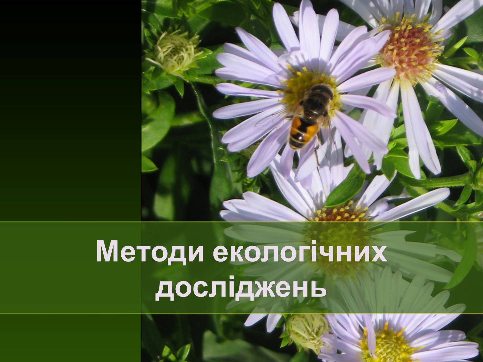 Презентація на тему «Екологія як наука про довкілля» (варіант 2) - Слайд #11 Презентація на тему «Екологія як наука про довкілля» (варіант 2) - Слайд #11