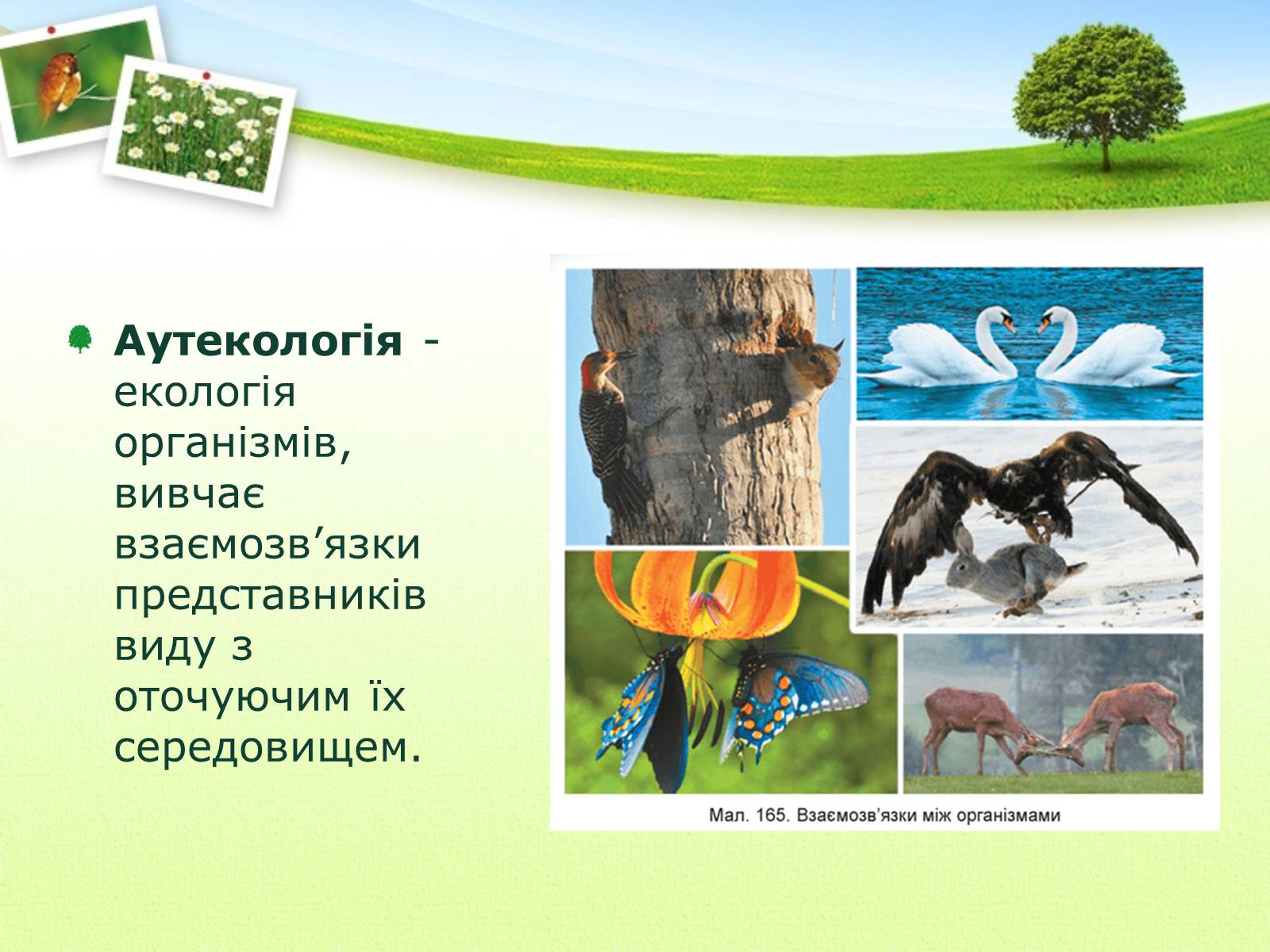Презентація на тему «Екологія як наука про довкілля» (варіант 2) - Слайд #22 Презентація на тему «Екологія як наука про довкілля» (варіант 2) - Слайд #22