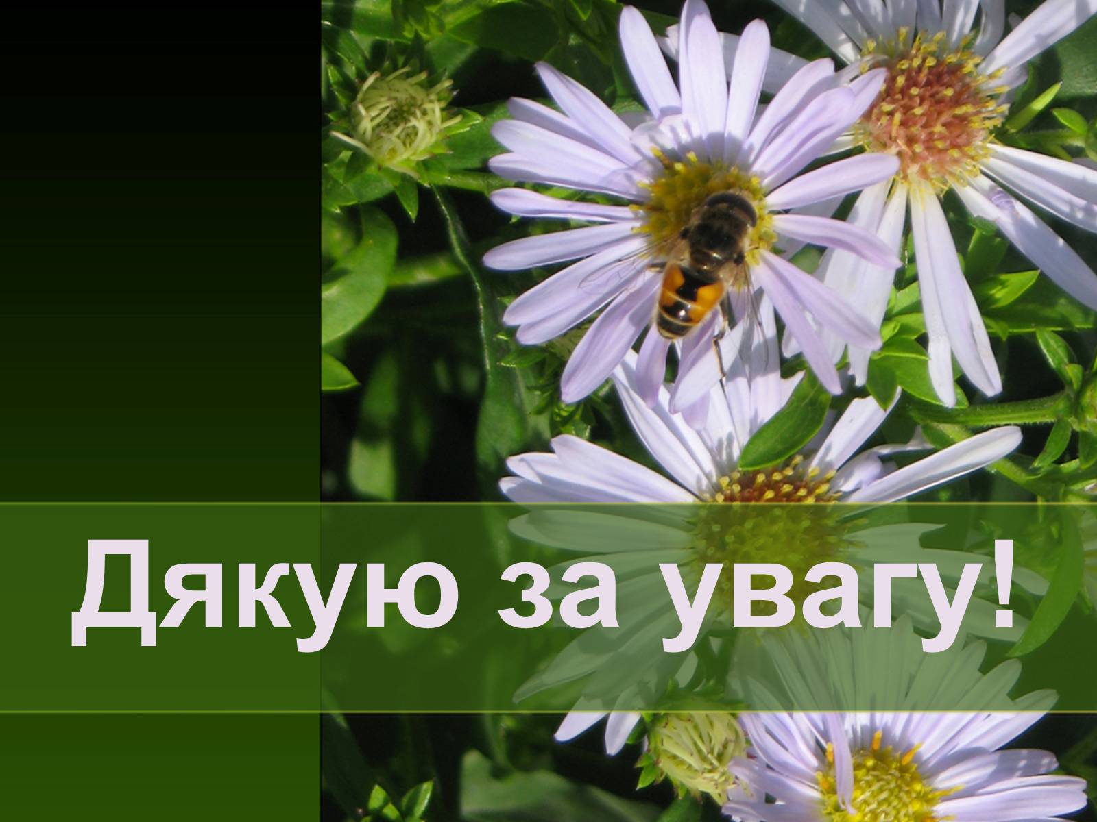 Презентація на тему «Екологія як наука про довкілля» (варіант 2) - Слайд #28 Презентація на тему «Екологія як наука про довкілля» (варіант 2) - Слайд #28