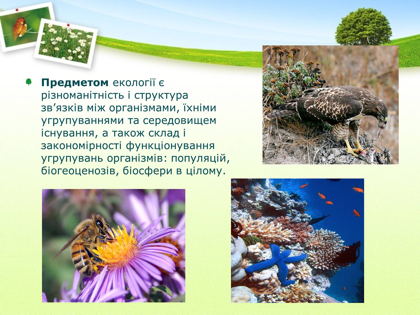 Презентація на тему «Екологія як наука про довкілля» (варіант 2) - Слайд #8 Презентація на тему «Екологія як наука про довкілля» (варіант 2) - Слайд #8